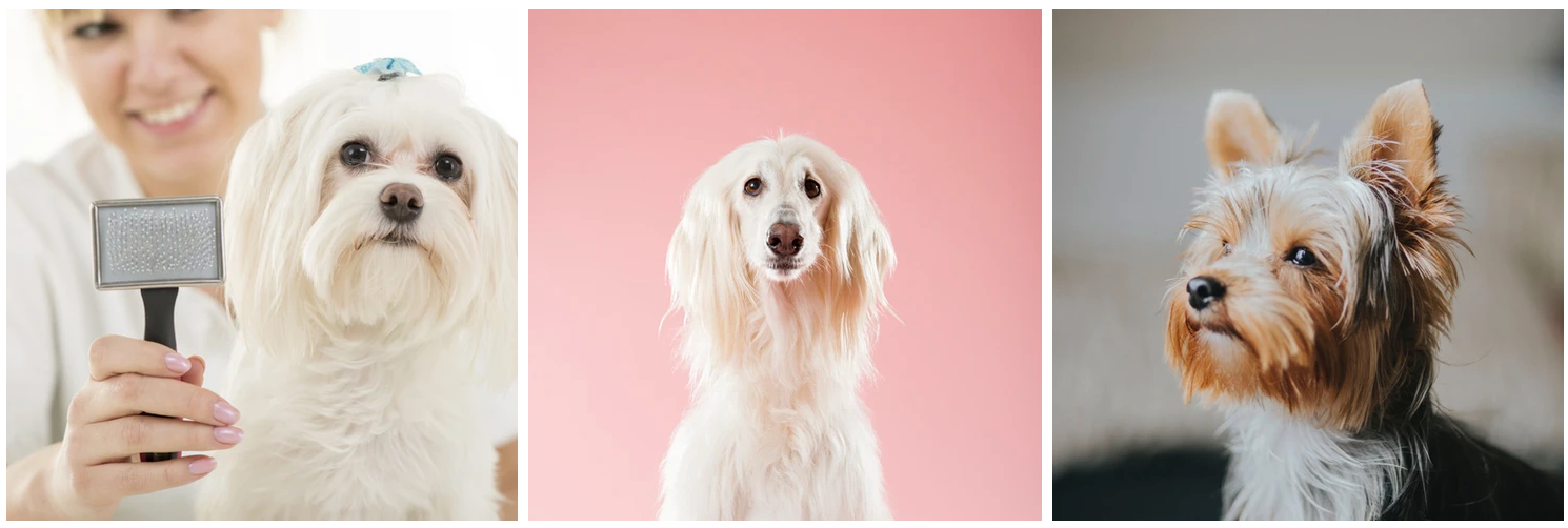 Common Mistakes Of Golden Retriever Groomers Home photo