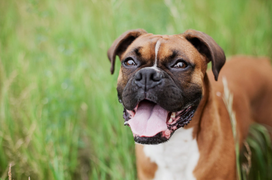 How To Brush Dogs Teeth - A Step-By-Step Guide - The Groomers Shop