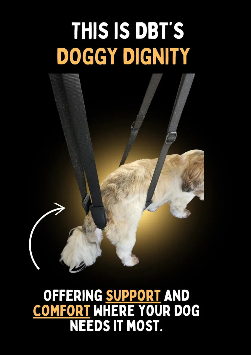 DBT Doggy Dignity Belly Band
