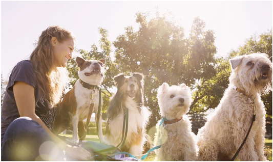 lady sitting on grass with multiple dogs