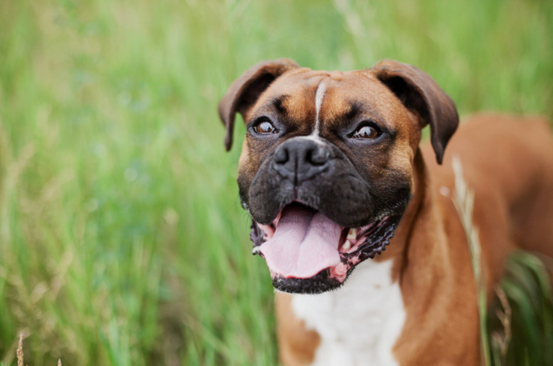 How To Brush Dogs Teeth - A Step-By-Step Guide