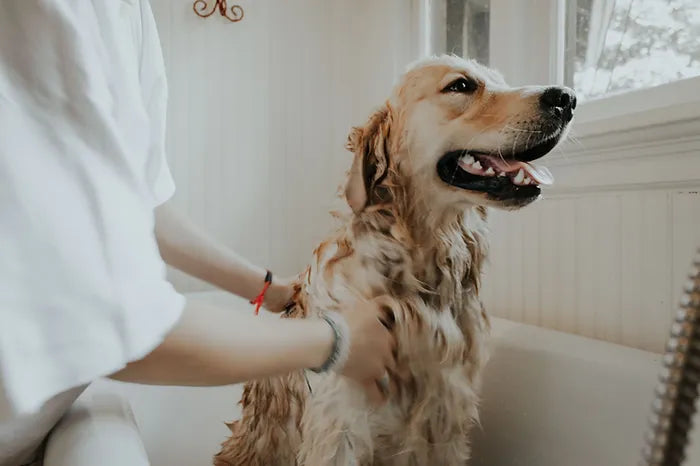 golden dog having a bath