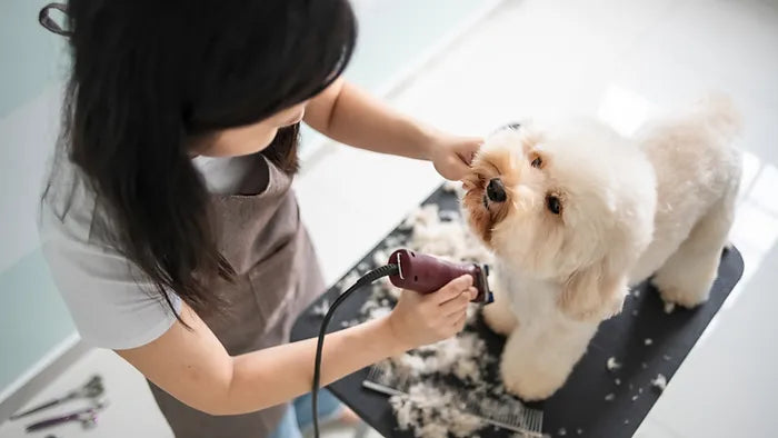 dg being groomed on a table