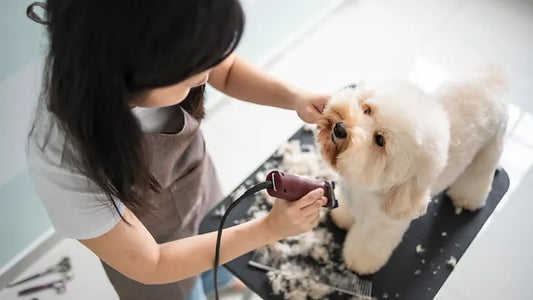 dg being groomed on a table