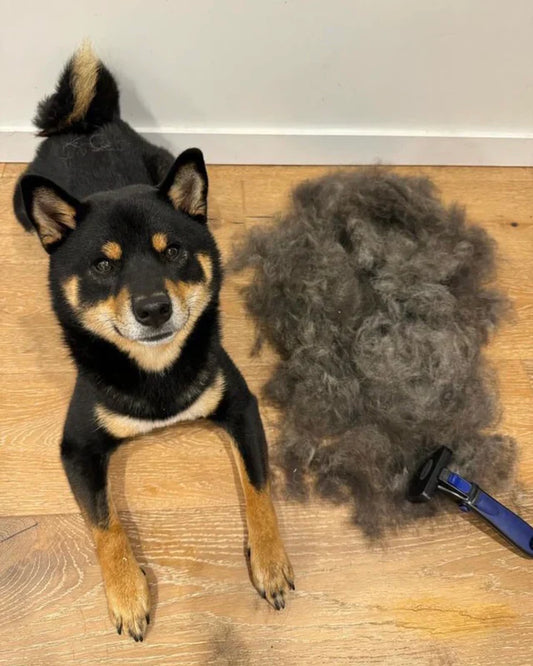 Why Do Dogs Moult? Understanding Canine Shedding - The Groomers Shop