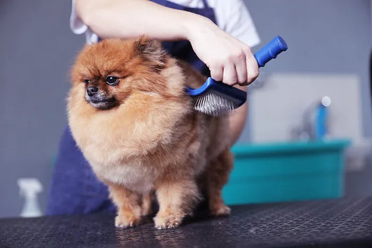 fluffy dog being brushed on a table