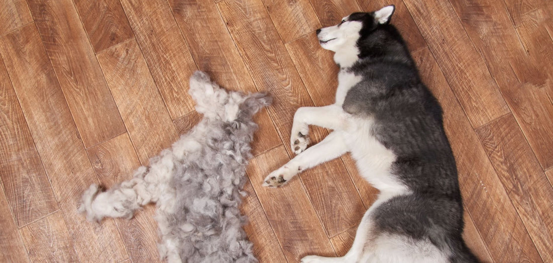 Why You Should NOT Shave Your Double Coated Dog