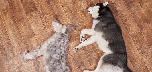 dog sleeping on floor with pile of fur