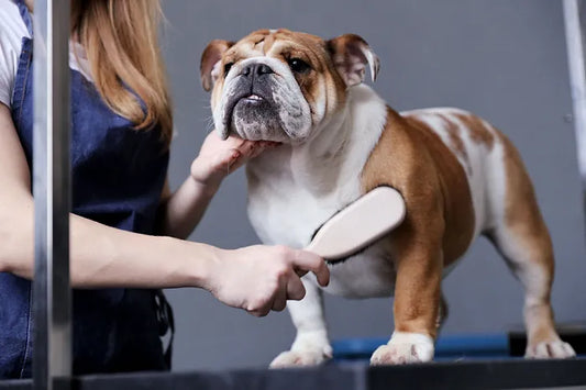 dog being brushed on a table