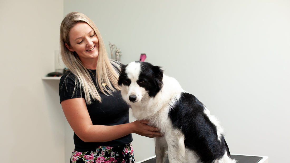 How to Manage Shedding at Home (and Keep Your Dog Comfortable)