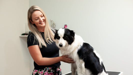How to Manage Shedding at Home (and Keep Your Dog Comfortable)