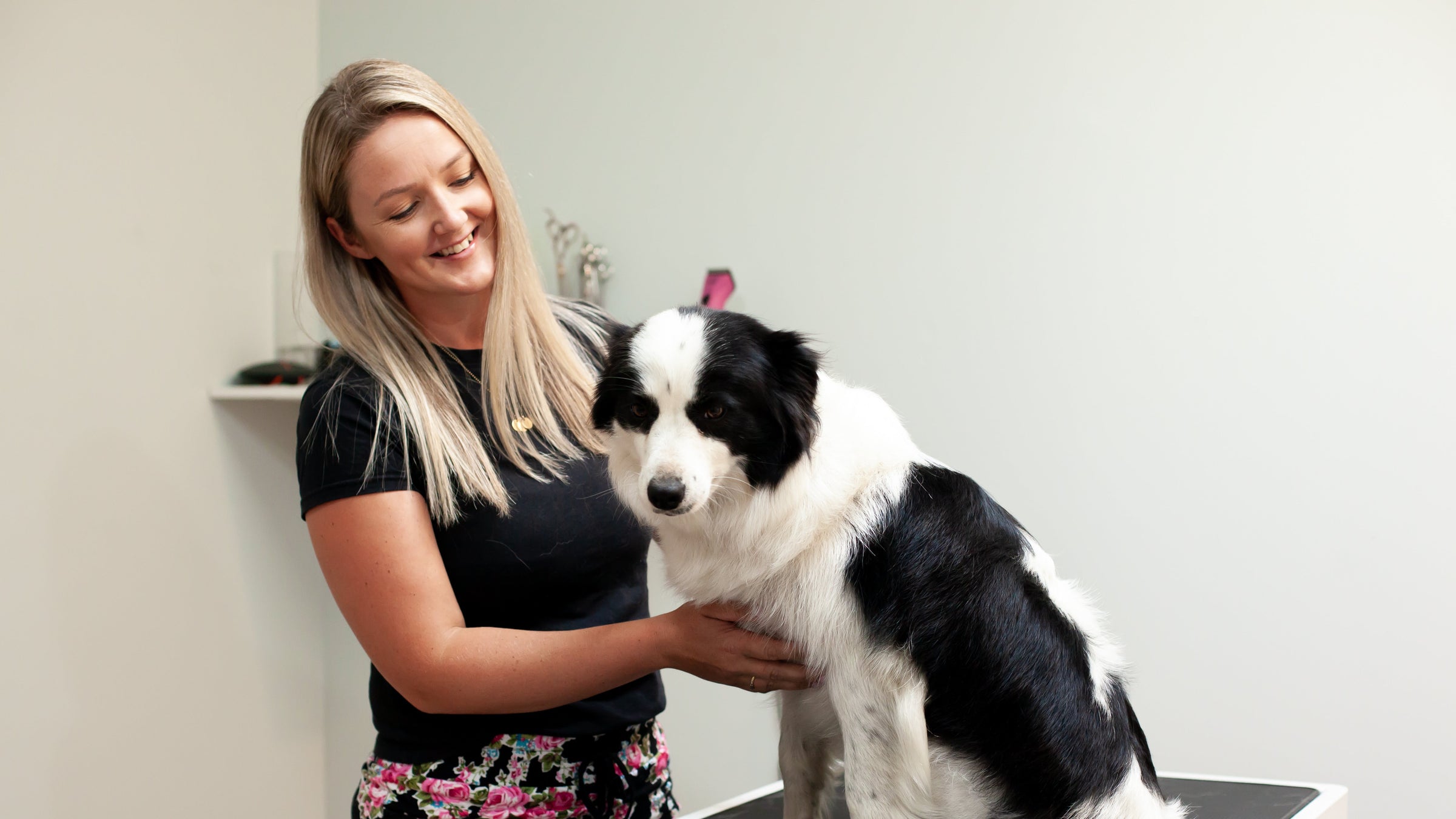 Woman with a black and white dog on a grooming table in a clinical setting
